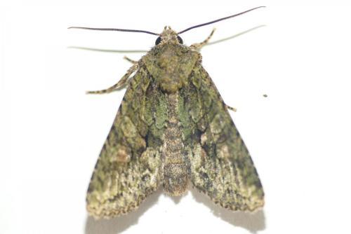 Dryobotodes eremita